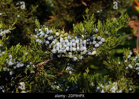 primo piano di un mazzo di bacche di ginepro mature, coni di semi prodotti da ginepro conifere, sul ramo di albero sotto il sole Foto Stock