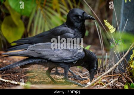 Due Crows Torrseaiani (Corvus orru) si nutrono di terra su uova di uccelli rubate dal nido. Queensland Australia. Foto Stock