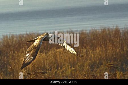 Falco a zampe ruvide Foto Stock