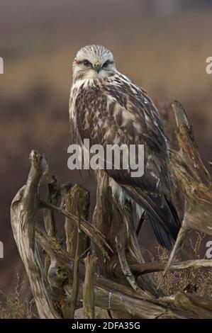 Zampe ruvida Hawk Foto Stock