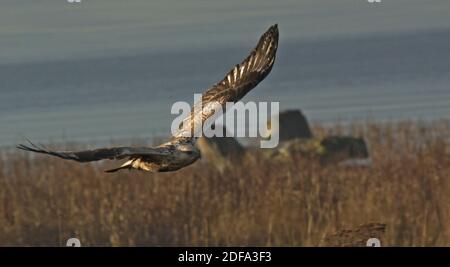 Zampe ruvida Hawk Foto Stock