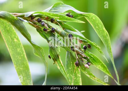 Il seme di lacrime di job sulla pianta dell'albero, coix lachryma jobi - semi di coixseed dell'orzo della perla cinese Foto Stock