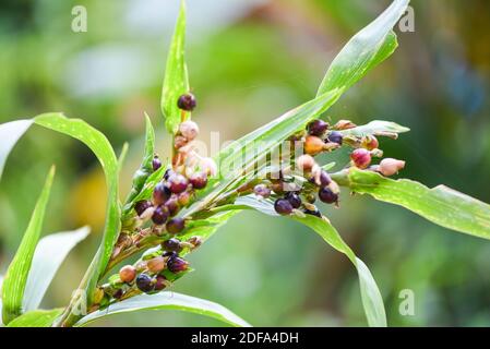 Il seme di lacrime di job sulla pianta dell'albero, coix lachryma jobi - semi di coixseed dell'orzo della perla cinese Foto Stock