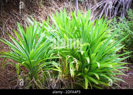 Pianta foglia Pandan che cresce sul giardino degli alberi di Pandan per Ingrediente di erbe naturali in cucina tailandese asiatica Foto Stock