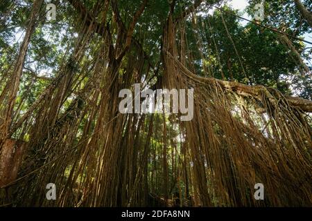 Vite e liana sopravcrescita intorno agli alberi al Santuario della Foresta delle scimmie Sacra, Ubud Bali. Foto Stock