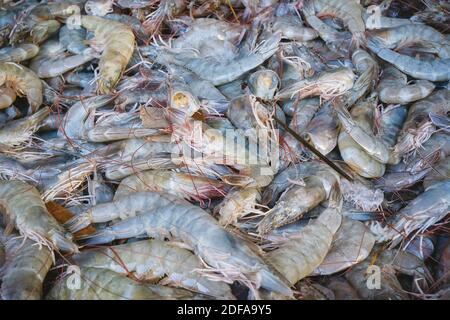 Mucchio di gamberi freschi in vendita in un mercato. Foto Stock