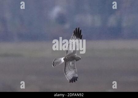 Falchi dell'Harrier settentrionale aka falco palude Foto Stock