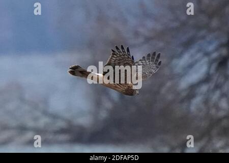 Falchi dell'Harrier settentrionale aka falco palude Foto Stock