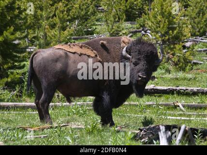 UN BISONTE TORO NEL BACINO SUPERIORE DEL GEYSER IMPERIALE - YELLOWSTONE NATIONAL PARK, WYOMING Foto Stock