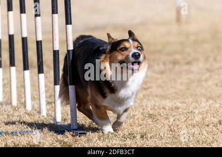 Corgi a tre colori su un corso di agilità che esce da i pali di tessitura Foto Stock