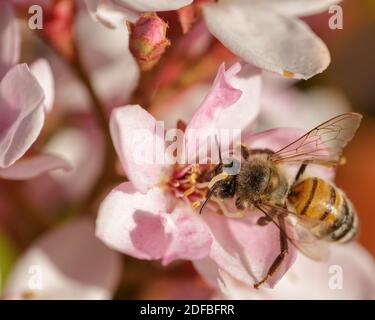 Miele ape raccolta nettare da un fiore bianco e rosa Foto Stock