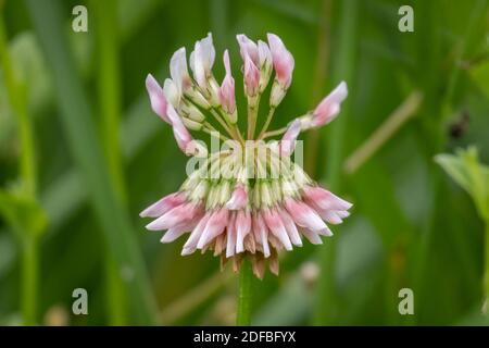 Primo piano di un trifoglio bianco (Trifolium repens) fiorisce con uno sfondo verde erboso. Raleigh, Carolina del Nord. Foto Stock