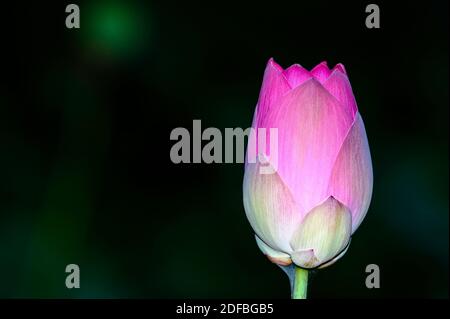 Fiori di loto in varie fasi di fioritura; una bellezza asiatica, un afrodisiaco asiatico Foto Stock