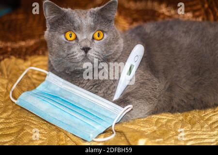 Il gatto giace sul letto e misura la temperatura Foto Stock