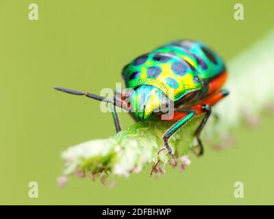 Attività di insetto nella vita quotidiana Foto Stock