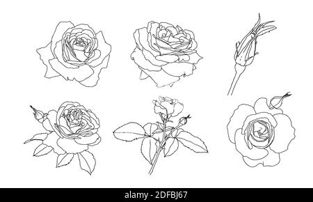 Set di disegni a linee di rose fiori isolati su sfondo bianco. Schizzo disegnato a mano, illustrazione vettoriale. Elemento decorativo per tatuaggio, biglietto d'auguri, invito al matrimonio, libro da colorare Illustrazione Vettoriale