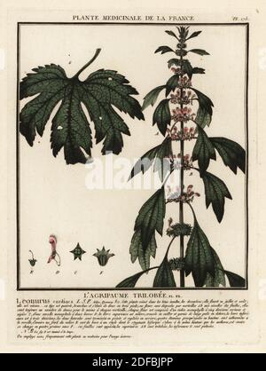 Motherwort, l’agripaume trilobee, Leonurus cardiaca. Incisione su copperplate stampata in tre colori da Pierre Bulliard dal suo Herbier de la France, ou collezione complete des plantes indigenes de ce royaume, Didot jeune, Debure et Belin, 1780-1793. Foto Stock