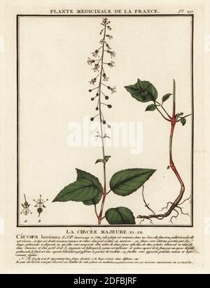 L'ombra dell'incantatore, la circee Majeure, Circaea lutetiana. Incisione su copperplate stampata in tre colori da Pierre Bulliard dal suo Herbier de la France, ou collezione complete des plantes indigenes de ce royaume, Didot jeune, Debure et Belin, 1780-1793. Foto Stock