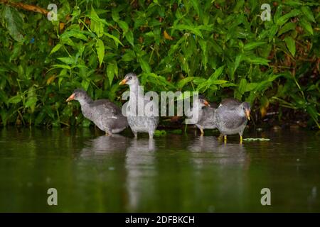 Un gregge di gallinule viola immature, Porphyrio martinica, sul lungofiume del Rio Chagres, parco nazionale di Soberania, Repubblica di Panama. Foto Stock