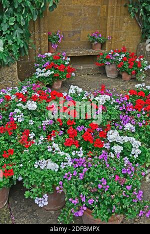 Esposizione colorata di gerani Pelargoniums in contenitori Foto Stock