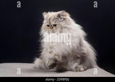 Bella pelosa gatto persiano seduto con la sua zampa in su. Foto Stock
