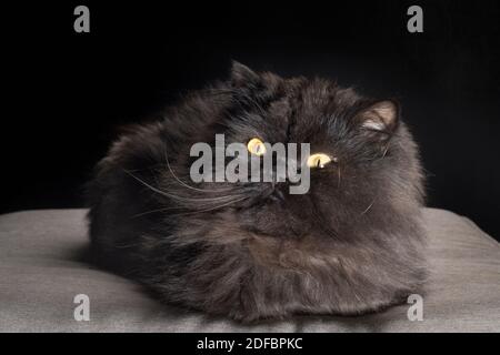 Divertente gatto persiano nero con occhi gialli che guardano di lato. Foto Stock