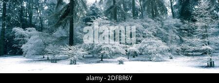 ALBERI D'ACERO INNEVATI IN ACER GLADE, WESTONBIRT ARBORETUM . WESTONBIRT GLOUCESTERSHIRE, INGHILTERRA. FEBBRAIO la gamma di alberi in Acer Glade Making Foto Stock