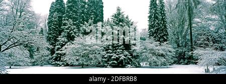 ALBERI D'ACERO INNEVATI IN ACER GLADE, WESTONBIRT ARBORETUM . WESTONBIRT GLOUCESTERSHIRE, INGHILTERRA. FEBBRAIO la gamma di alberi in Acer Glade fare un Foto Stock