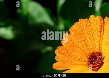Fiori d'arancio con gocce d'acqua. Arancio Pot marigold o inglese marigold (Calendula officinalis) fiore su sfondo foglia. Colori tenui. Foto Stock
