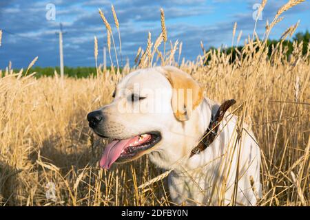 Labrador cane seduto in campo di grano e respira con il suo lingua appesa alla luce del sole del mattino Foto Stock