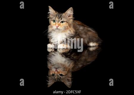 Calma. Piccolo gattino multicolore di gatto siberiano isolato su sfondo nero studio. Foto di studio. Concetto di movimento, azione, amore animali, grazia animale. Sembra felice, felice, divertente. CopySpace. Foto Stock