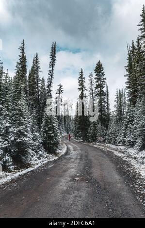 Uomo viaggiatore che cammina su strada sporca in neve coperta di pineta in inverno al parco nazionale di Yoho, Canada Foto Stock