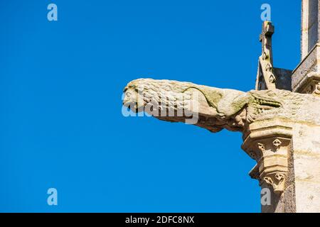 Francia, Morbihan, Josselin, centro storico, gargoyle di Notre-Dame du Roncier Basilica Foto Stock