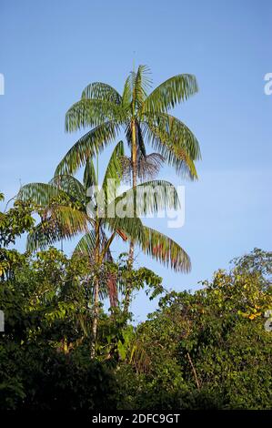 Moriche Plam, Mauritia flexuosa, alberi la produzione di cuore di palma, Irinoco Delta in Venezuela Foto Stock