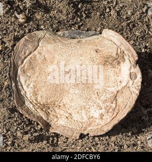 un grande fungo bianco cremoso maturo con una parte superiore piatta crescendo appena sopra il terreno sabbioso di ghiaia marrone in un giardino ad Arad in Israele Foto Stock