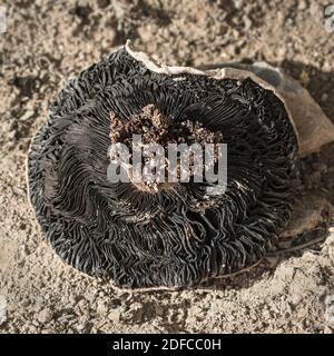 un fungo bianco cremoso capovolto che mostra larve di insetti residenti e la lamella nera o branchie con suolo sabbioso in lo sfondo Foto Stock