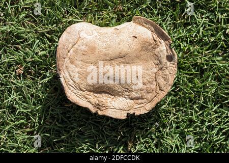 primo piano macro dettagliata di un grande piatto bianco cremoso top sgabello di funghi che cresce su un verde lussureggiante falda erba augustine prato Foto Stock