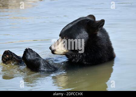 Francia, Mosella, Rodi, parco naturale di Sainte Croix, il nuovo mondo, Orso nero nordamericano (Ursus americanus), gioco d'acqua Foto Stock