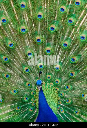 Peacock (Pavo cristatus) abstract Foto Stock