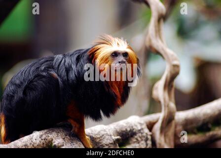 Il tamarina di leone a testa d'oro (Leontopithecus chrysomelas) AKA è un tamarina di leone endemico alle foreste nello stato brasiliano della Bahia Foto Stock