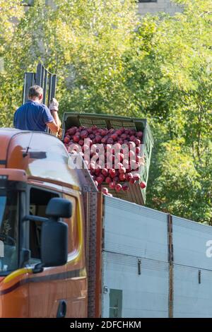 Contadino che carica casse piene di mele su camion durante la raccolta, Valtellina, provincia di Sondrio, Lombardia, Italia Foto Stock