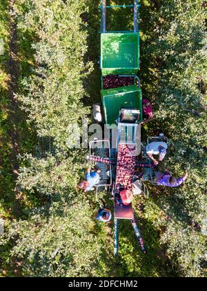 Lavoratori che raccolgono mele nei frutteti dall'alto, Valtellina, provincia di Sondrio, Lombardia, Italia Foto Stock