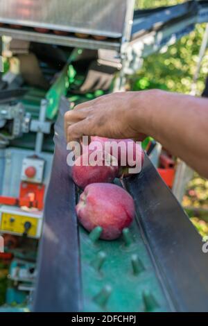 Mano di contadino che raccoglie le mele dai bracci della macchina agricola Pluk-o-Trak durante il raccolto, Valtellina, Lombardia, Italia Foto Stock