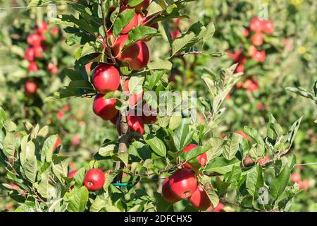 Mele rosse sugli alberi dei frutteti, Valtellina, provincia di Sondrio, Lombardia, Italia Foto Stock