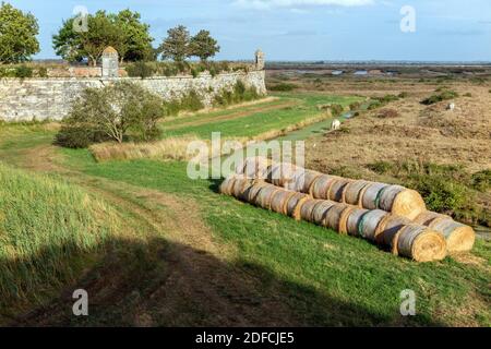 LA CAMPAGNA INTORNO ALLA CITTÀ FORTIFICATA DI BROUAGE, CHARENTE-MARITIME, FRANCIA Foto Stock