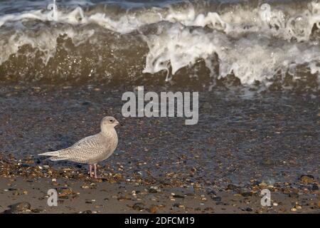Iceland/Kumlien's Gull (Larus glaucoides kumlieni) Winterton novembre 2020 Foto Stock