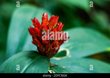 Rosso scuro bel colore canna-canna fiore giungla Foto Stock