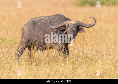 Old male African Buffalo ( Syncerus caffer), Queen Elizabeth National Park, Uganda. Foto Stock