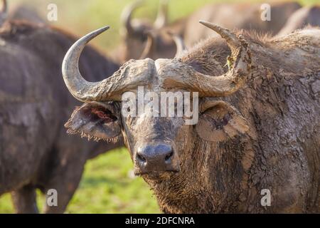 Bufalo africano (Sincerus caffer), Queen Elizabeth National Park, Uganda. Foto Stock