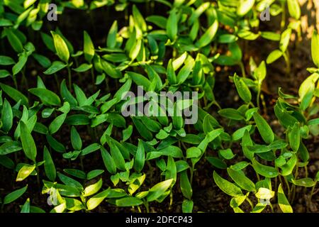 Enorme semina Marigold piante nel giardino di casa per la vendita Foto Stock